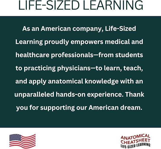 Life-Sized Learning Muscular Anatomy Model Fabric Sheet – Posterior View of a Muscular System Model – Study Tool for Classroom, Students, Instructors - Medium 50" x 72"